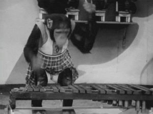chimp,xylophone,monkey,music