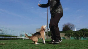 exercise,beagle,animals,dog,owner,jump rope,jumping rope
