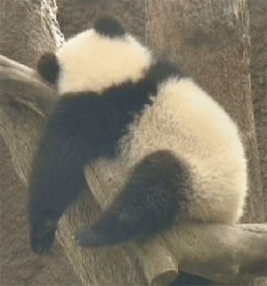 panda,tired,sleep