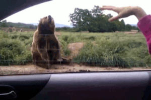 bear,sitting,happy,animals,waving