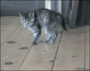 kitten,lolcat,cat,animals,cute,jumping
