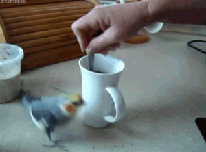 coffee,bird,excited,animal,joy,funny parrot