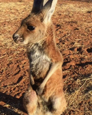 kangaroo,baby,eyebleach,hiccups
