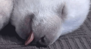 peaceful,sleeping,cute,animals,puppy,tired,baby polar bear