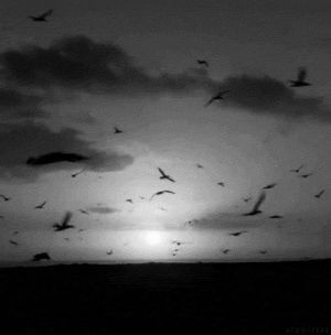 sad,sadness,bird,sky,black and white,free,amazing,dream