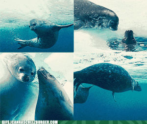 seal,sea lion,cute,animal,adorable,page,ocean