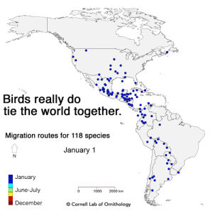 migration,species,bird,seasonal