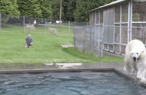 polar bear swimming pool