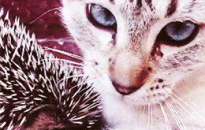 hedgehog,hug,cuddle,cat,animals