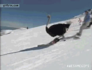 ostrich,skiing,case