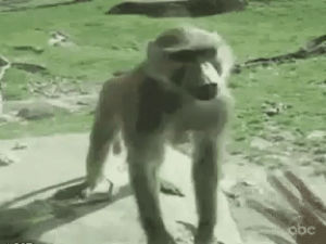 angry,monkey