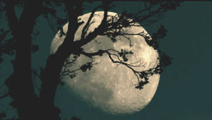 night,moon