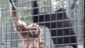animals being jerks,monkey,howling