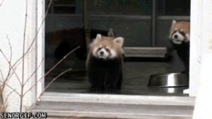 red panda,shock,funny,cute,scared,screams,fall over,fright,laugh so hard