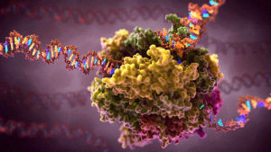 cell biology animation medical dna rna polymerase transcription,scientific illustration,artofthecell