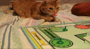 board games,cat,cute,kitten,sorry,nom noms