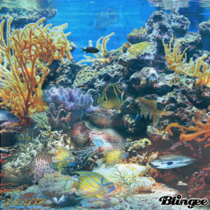 coral,reef,swimming,picture
