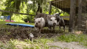 pigs,cute,cmt,aww,little,party down south,piggy,piglets,oink