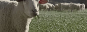 sheep,food,chewing,super bowl commercials 2016