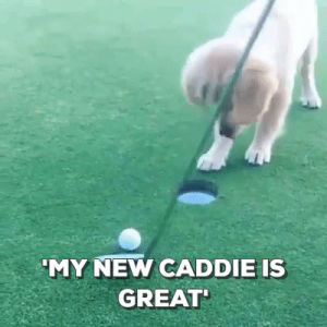 golf,cute,dog