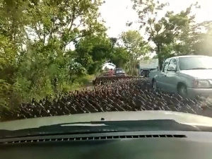 driver,road,animals being jerks,ducks