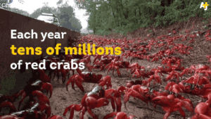 animals,crab,migration