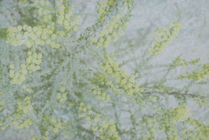 plants,spring,35mm,analogue,blancavinas