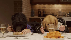 dog human,family dinner,dog,animals,eating,dinner,dining