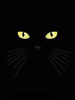 black cat,cat,kitty