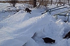 winter,snow,cat,cats playing in snow