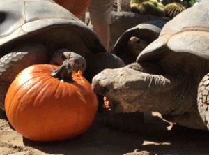 turtle,san diego zoo,funny,cute,lol,eating,nom,tortoise,reptile
