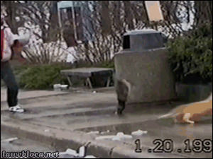 cat,running,jumping