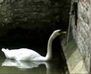 swan,hungry,service,please