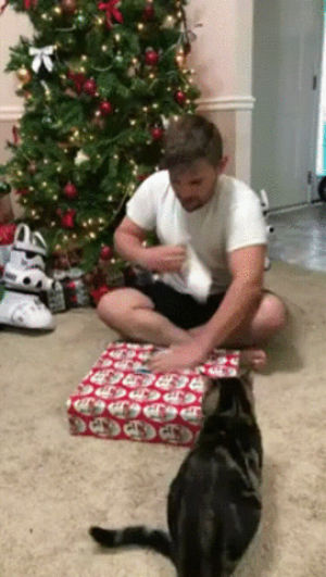 cat attack,cat,christmas,guy