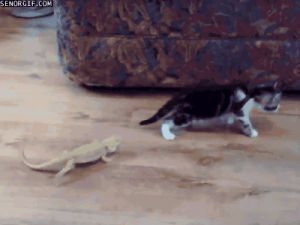 kitten,seor,leap,lizards