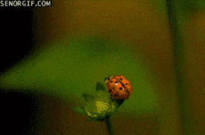 lady bug,animals,science,nature,flying,transformers,stretching,slow mo,land