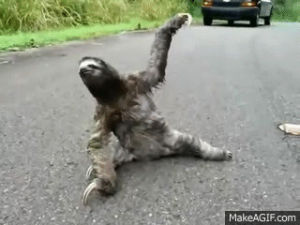 sloth,yoga fail,fall,im ok,halp,help,yoga,oops