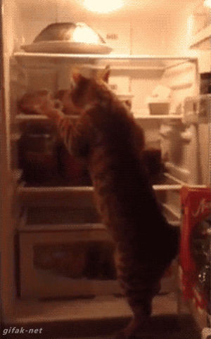 falling,refrigerator,animals being jerks,fridge,cat
