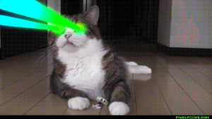 laser,cat,eyes
