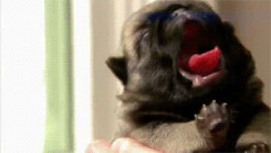 narcolepsy,dog,puppy,pug,yawn,pugs,obsessed,daww,pug puppy,pug life,always tired,i just wanted to use this,ivan the puppy
