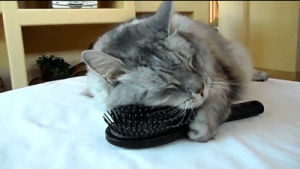 relaxed,pussy,comb,cat,cool,brush,pussy cat
