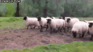 sheepdog,sheep,animals,dog,run,herd,wake up sheeple,sorry guys gotta go,performance anxiety