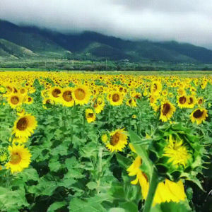 sunflowers,field,breeze