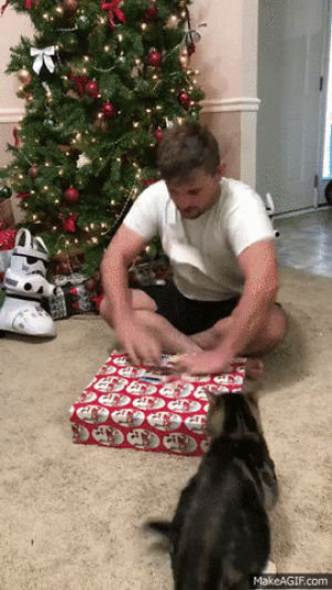 christmas,cat