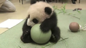 panda,sad,one,ive