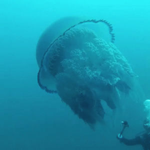 jellyfish,whoa