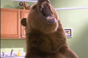 grizzly bear,infomercial,bear