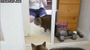cat,mirror