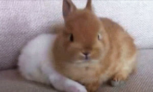 rabbit,bunny,bunnies,rabbits