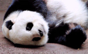 animals,animal,bear,tired,panda,tongue,laying,panda bear,lickin,giant pandas